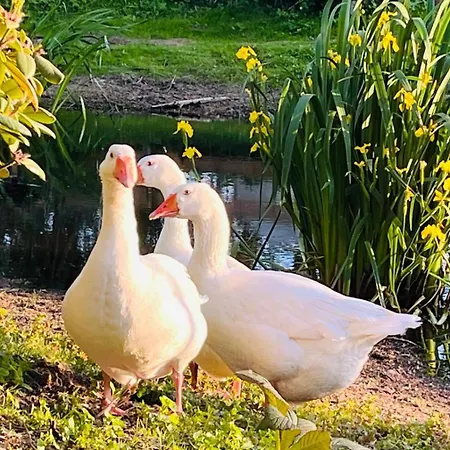 Gutshof Von Gemuenden 1
