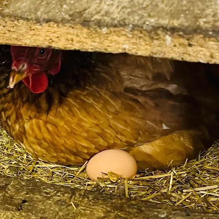 Gutshof Von Gemuenden 1 Apartment Bernau bei Berlin