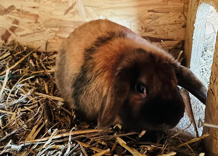 Gutshof Von Gemuenden 1 Bernau bei Berlin