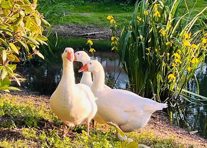 Gutshof Von Gemuenden 1