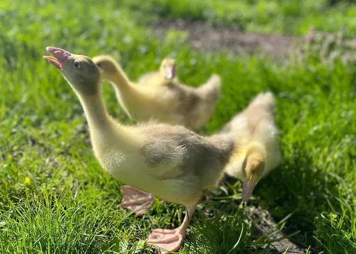 Gutshof Von Gemuenden 1 Apartamento *